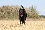 BEAUCERON 198